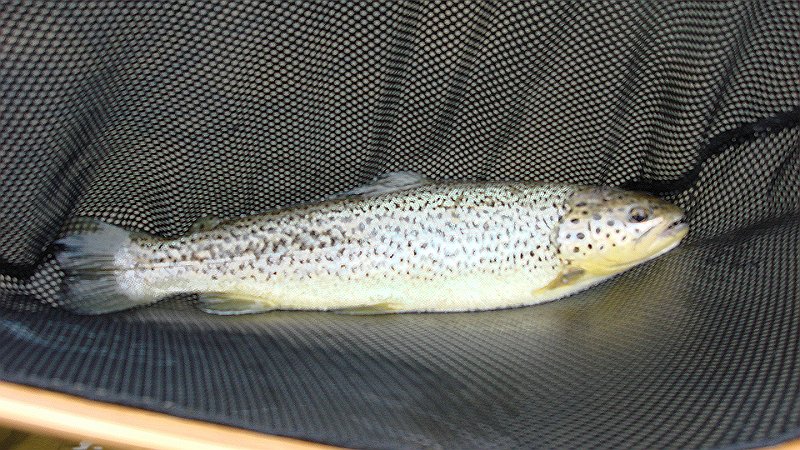 Kettle Brown.JPG